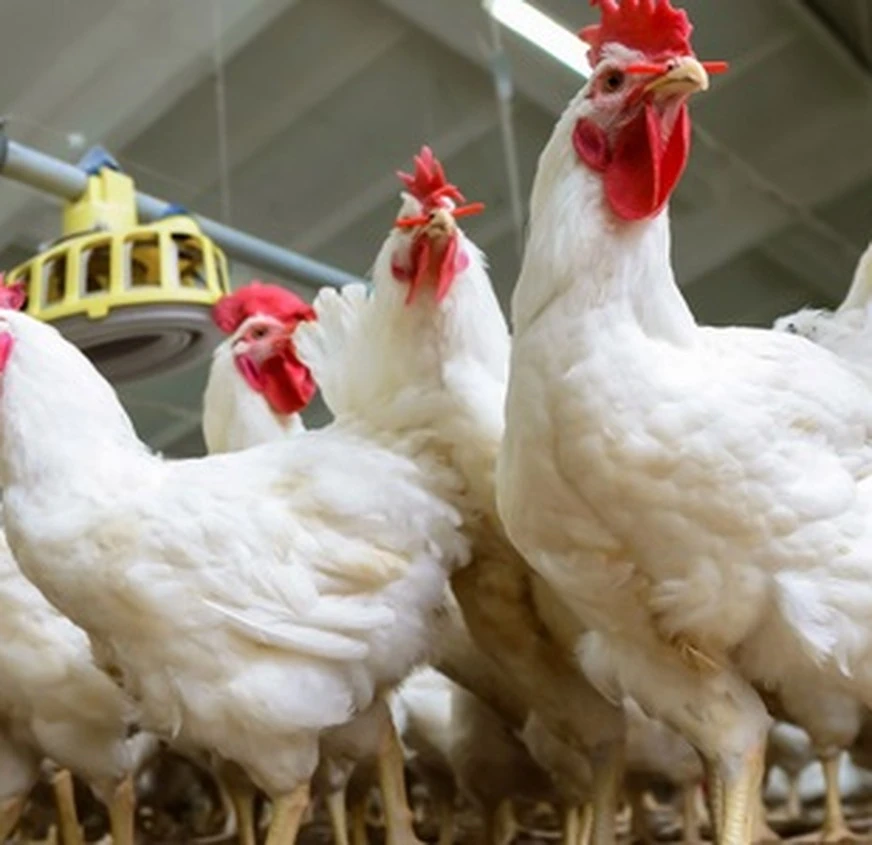 Healthy live broiler chickens